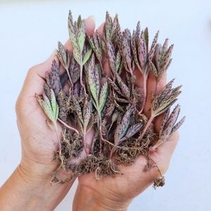 24 Healthy Rooted Mother Of Thousands